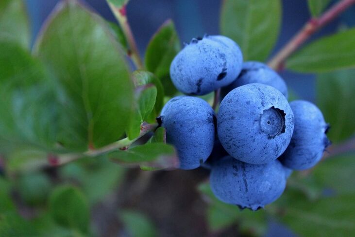 blueberries aron sa pagdugang sa potency